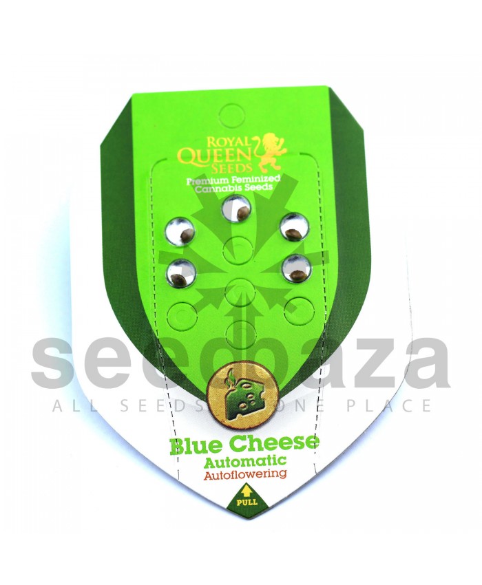 Auto Blue Cheese Feminised